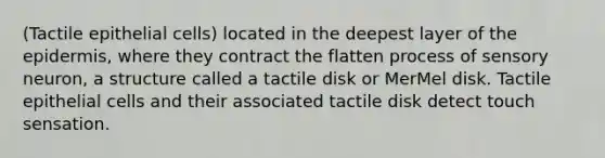 (Tactile epithelial cells) located in the deepest layer of the epidermis, where they contract the flatten process of sensory neuron, a structure called a tactile disk or MerMel disk. Tactile epithelial cells and their associated tactile disk detect touch sensation.