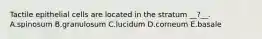 Tactile epithelial cells are located in the stratum __?__. A.spinosum B.granulosum C.lucidum D.corneum E.basale