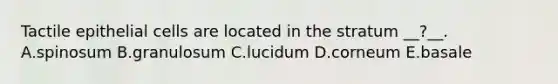 Tactile epithelial cells are located in the stratum __?__. A.spinosum B.granulosum C.lucidum D.corneum E.basale