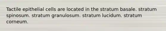 Tactile epithelial cells are located in the stratum basale. stratum spinosum. stratum granulosum. stratum lucidum. stratum corneum.