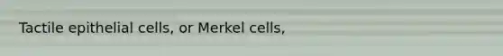 Tactile epithelial cells, or Merkel cells,