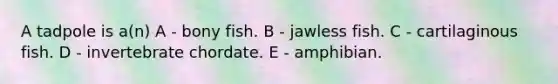 A tadpole is a(n) A - bony fish. B - jawless fish. C - cartilaginous fish. D - invertebrate chordate. E - amphibian.