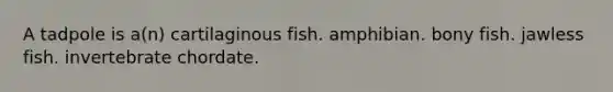 A tadpole is a(n) cartilaginous fish. amphibian. bony fish. jawless fish. invertebrate chordate.