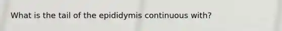 What is the tail of the epididymis continuous with?