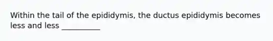 Within the tail of the epididymis, the ductus epididymis becomes less and less __________