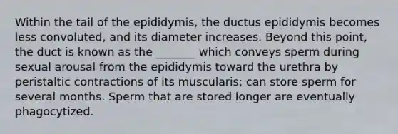 Within the tail of the epididymis, the ductus epididymis becomes less convoluted, and its diameter increases. Beyond this point, the duct is known as the _______ which conveys sperm during sexual arousal from the epididymis toward the urethra by peristaltic contractions of its muscularis; can store sperm for several months. Sperm that are stored longer are eventually phagocytized.