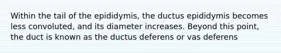 Within the tail of the epididymis, the ductus epididymis becomes less convoluted, and its diameter increases. Beyond this point, the duct is known as the ductus deferens or vas deferens