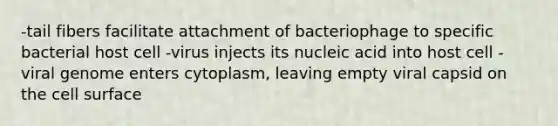 -tail fibers facilitate attachment of bacteriophage to specific bacterial host cell -virus injects its nucleic acid into host cell -viral genome enters cytoplasm, leaving empty viral capsid on the cell surface