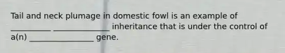 Tail and neck plumage in domestic fowl is an example of __________ ______________ inheritance that is under the control of a(n) ________________ gene.