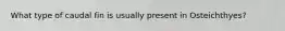 What type of caudal fin is usually present in Osteichthyes?