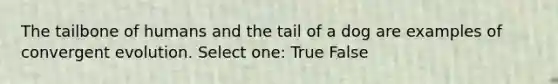 The tailbone of humans and the tail of a dog are examples of convergent evolution. Select one: True False