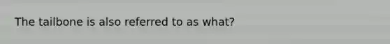 The tailbone is also referred to as what?