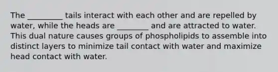 The _________ tails interact with each other and are repelled by water, while the heads are ________ and are attracted to water. This dual nature causes groups of phospholipids to assemble into distinct layers to minimize tail contact with water and maximize head contact with water.