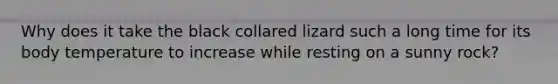 Why does it take the black collared lizard such a long time for its body temperature to increase while resting on a sunny rock?