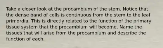 Take a closer look at the procambium of the stem. Notice that the dense band of cells is continuous from the stem to the leaf primordia. This is directly related to the function of the primary tissue system that the procambium will become. Name the tissues that will arise from the procambium and describe the function of each.