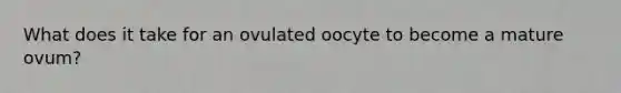 What does it take for an ovulated oocyte to become a mature ovum?