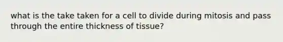 what is the take taken for a cell to divide during mitosis and pass through the entire thickness of tissue?