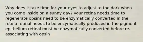 Why does it take time for your eyes to adjust to the dark when you come inside on a sunny day? your retina needs time to regenerate opsins need to be enzymatically converted in the retina retinal needs to be enzymatically produced in the pigment epithelium retinal must be enzymatically converted before re-associating with opsin