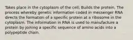 Takes place in the cytoplasm of the cell; Builds the protein. The process whereby genetic information coded in messenger RNA directs the formation of a specific protein at a ribosome in the cytoplasm. The information in RNA is used to manufacture a protein by joining a specific sequence of amino acids into a polypeptide chain.