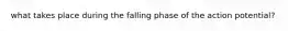 what takes place during the falling phase of the action potential?