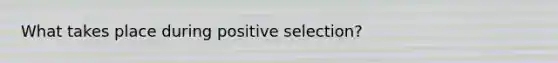 What takes place during positive selection?