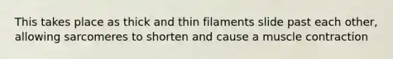 This takes place as thick and thin filaments slide past each other, allowing sarcomeres to shorten and cause a muscle contraction