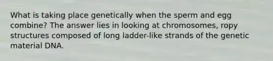What is taking place genetically when the sperm and egg combine? The answer lies in looking at chromosomes, ropy structures composed of long ladder-like strands of the genetic material DNA.