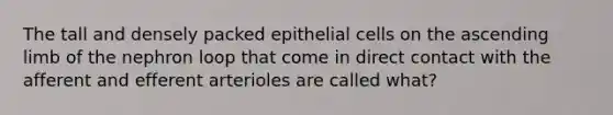 The tall and densely packed epithelial cells on the ascending limb of the nephron loop that come in direct contact with the afferent and efferent arterioles are called what?