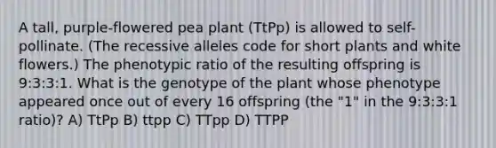 A tall, purple-flowered pea plant (TtPp) is allowed to self-pollinate. (The recessive alleles code for short plants and white flowers.) The phenotypic ratio of the resulting offspring is 9:3:3:1. What is the genotype of the plant whose phenotype appeared once out of every 16 offspring (the "1" in the 9:3:3:1 ratio)? A) TtPp B) ttpp C) TTpp D) TTPP