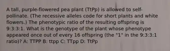 A tall, purple-flowered pea plant (TtPp) is allowed to self-pollinate. (The recessive alleles code for short plants and white flowers.) The phenotypic ratio of the resulting offspring is 9:3:3:1. What is the genotype of the plant whose phenotype appeared once out of every 16 offspring (the "1" in the 9:3:3:1 ratio)? A: TTPP B: ttpp C: TTpp D: TtPp