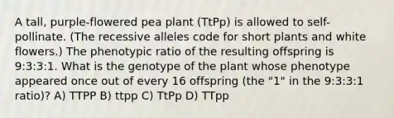 A tall, purple-flowered pea plant (TtPp) is allowed to self-pollinate. (The recessive alleles code for short plants and white flowers.) The phenotypic ratio of the resulting offspring is 9:3:3:1. What is the genotype of the plant whose phenotype appeared once out of every 16 offspring (the "1" in the 9:3:3:1 ratio)? A) TTPP B) ttpp C) TtPp D) TTpp