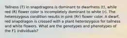 Tallness (T) in snapdragons is dominant to dwarfness (t), while red (R) flower color is incompletely dominant to white (r). The heterozygous condition results in pink (Rr) flower color. A dwarf, red snapdragon is crossed with a plant heterozygous for tallness and white flowers. What are the genotypes and phenotypes of the F1 individuals?