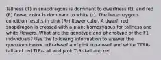 Tallness (T) in snapdragons is dominant to dwarfness (t), and red (R) flower color is dominant to white (r). The heterozygous condition results in pink (Rr) flower color. A dwarf, red snapdragon is crossed with a plant homozygous for tallness and white flowers. What are the genotype and phenotype of the F1 individuals? Use the following information to answer the questions below. ttRr-dwarf and pink ttrr-dwarf and white TTRR-tall and red TtRr-tall and pink TtRr-tall and red