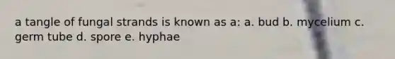 a tangle of fungal strands is known as a: a. bud b. mycelium c. germ tube d. spore e. hyphae