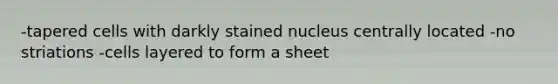 -tapered cells with darkly stained nucleus centrally located -no striations -cells layered to form a sheet