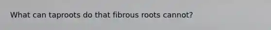 What can taproots do that fibrous roots cannot?