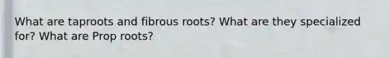 What are taproots and fibrous roots? What are they specialized for? What are Prop roots?