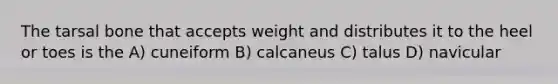 The tarsal bone that accepts weight and distributes it to the heel or toes is the A) cuneiform B) calcaneus C) talus D) navicular