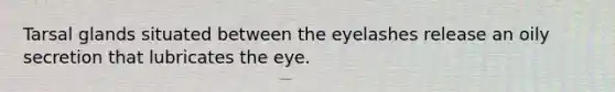 Tarsal glands situated between the eyelashes release an oily secretion that lubricates the eye.