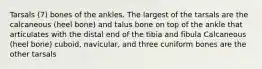 Tarsals (7) bones of the ankles. The largest of the tarsals are the calcaneous (heel bone) and talus bone on top of the ankle that articulates with the distal end of the tibia and fibula Calcaneous (heel bone) cuboid, navicular, and three cuniform bones are the other tarsals