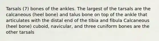 Tarsals (7) bones of the ankles. The largest of the tarsals are the calcaneous (heel bone) and talus bone on top of the ankle that articulates with the distal end of the tibia and fibula Calcaneous (heel bone) cuboid, navicular, and three cuniform bones are the other tarsals