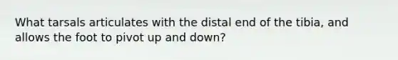 What tarsals articulates with the distal end of the tibia, and allows the foot to pivot up and down?