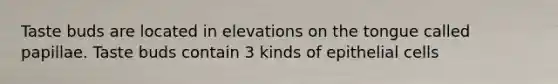 Taste buds are located in elevations on the tongue called papillae. Taste buds contain 3 kinds of epithelial cells