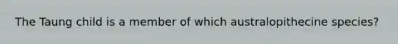 The Taung child is a member of which australopithecine species?