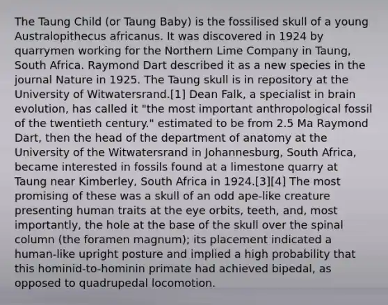 The Taung Child (or Taung Baby) is the fossilised skull of a young Australopithecus africanus. It was discovered in 1924 by quarrymen working for the Northern Lime Company in Taung, South Africa. Raymond Dart described it as a new species in the journal Nature in 1925. The Taung skull is in repository at the University of Witwatersrand.[1] Dean Falk, a specialist in brain evolution, has called it "the most important anthropological fossil of the twentieth century." estimated to be from 2.5 Ma Raymond Dart, then the head of the department of anatomy at the University of the Witwatersrand in Johannesburg, South Africa, became interested in fossils found at a limestone quarry at Taung near Kimberley, South Africa in 1924.[3][4] The most promising of these was a skull of an odd ape-like creature presenting human traits at the eye orbits, teeth, and, most importantly, the hole at the base of the skull over the spinal column (the foramen magnum); its placement indicated a human-like upright posture and implied a high probability that this hominid-to-hominin primate had achieved bipedal, as opposed to quadrupedal locomotion.