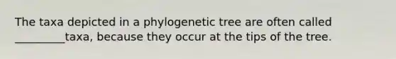 The taxa depicted in a phylogenetic tree are often called _________taxa, because they occur at the tips of the tree.