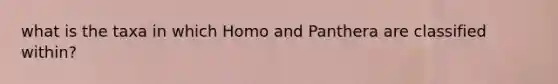 what is the taxa in which Homo and Panthera are classified within?