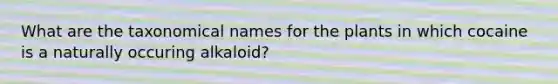 What are the taxonomical names for the plants in which cocaine is a naturally occuring alkaloid?