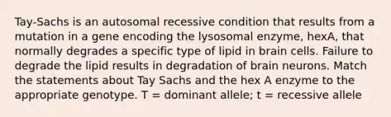 Tay-Sachs is an autosomal recessive condition that results from a mutation in a gene encoding the lysosomal enzyme, hexA, that normally degrades a specific type of lipid in brain cells. Failure to degrade the lipid results in degradation of brain neurons. Match the statements about Tay Sachs and the hex A enzyme to the appropriate genotype. T = dominant allele; t = recessive allele