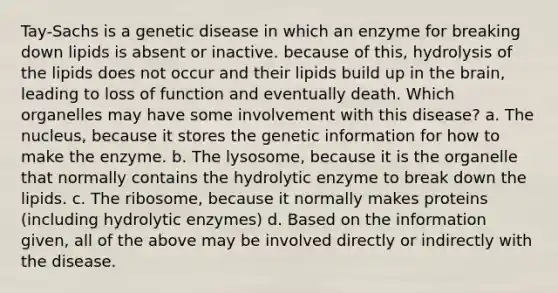 Tay-Sachs is a genetic disease in which an enzyme for breaking down lipids is absent or inactive. because of this, hydrolysis of the lipids does not occur and their lipids build up in <a href='https://www.questionai.com/knowledge/kLMtJeqKp6-the-brain' class='anchor-knowledge'>the brain</a>, leading to loss of function and eventually death. Which organelles may have some involvement with this disease? a. The nucleus, because it stores the genetic information for how to make the enzyme. b. The lysosome, because it is the organelle that normally contains the hydrolytic enzyme to break down the lipids. c. The ribosome, because it normally makes proteins (including hydrolytic enzymes) d. Based on the information given, all of the above may be involved directly or indirectly with the disease.